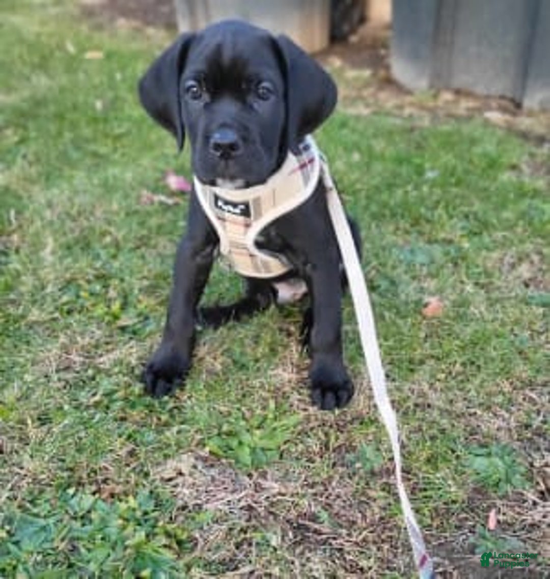 Gallery Image {{count}}