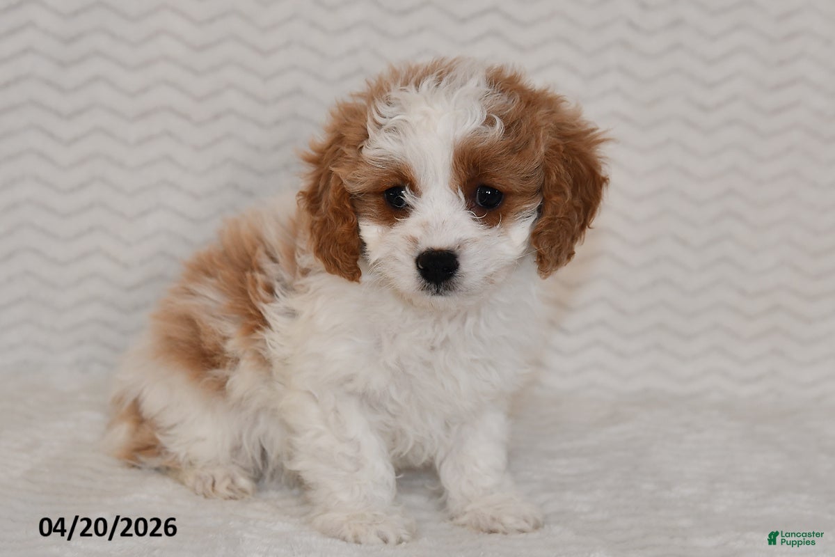 Cavapoo dogs Bella   - Ad 2