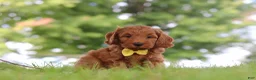 Mini Goldendoodle dogs for sale: Gizmo - Ad 4