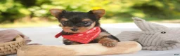 Yorkshire Terrier dogs for sale: Stephan Yorkshire Terrier  - Ad 6
