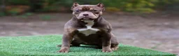 American Bully dogs for sale: Chocolate Tri Female - Ad 3