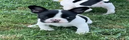 Mixed Breed dogs for sale: Mr Beast - Ad 4