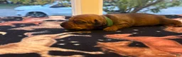 Dachshund dogs for sale: Teddy - Ad 3