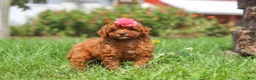 Miniature Poodle dogs for sale: Clover - Ad 5