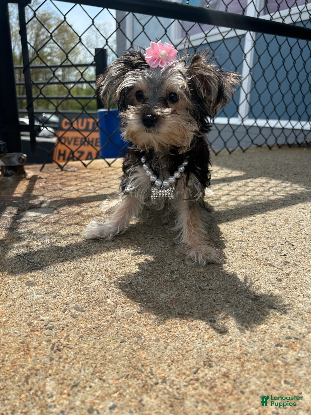Morkie dogs for sale: Morkie Puppy 3 - Ad 1