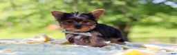 Yorkshire Terrier dogs for sale: Drake - Ad 7