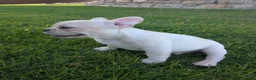 French Bulldog dogs for sale: French Bulldog boy #3 - Ad 5