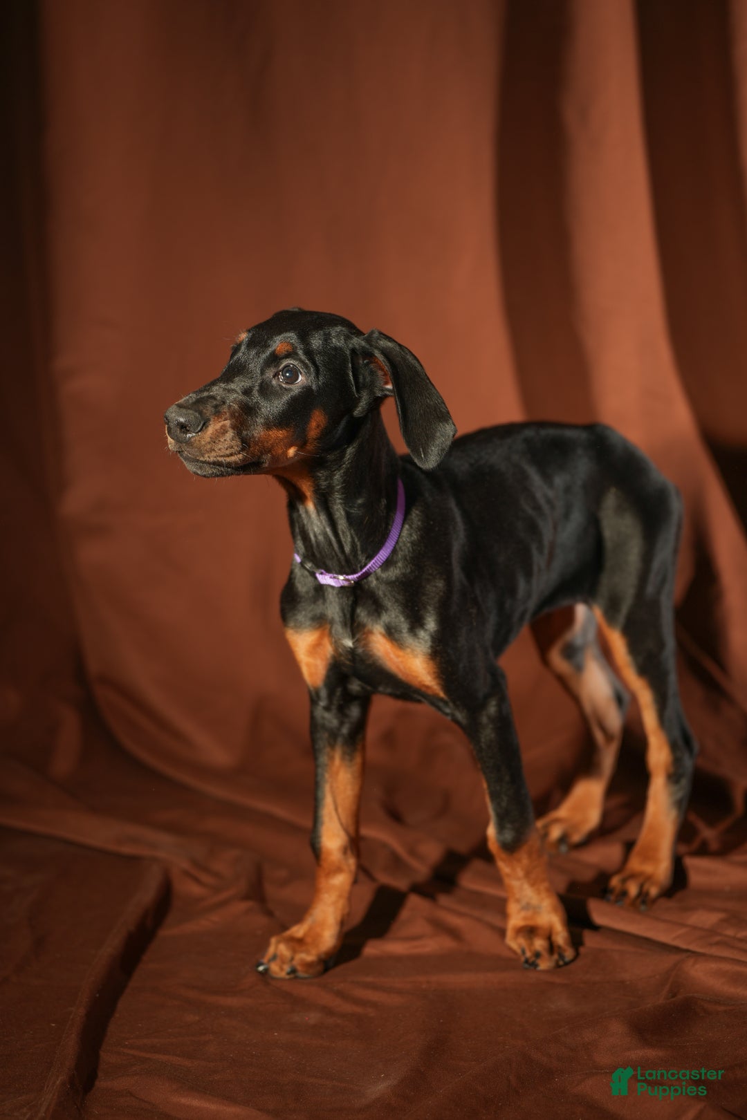 Doberman Pinscher dogs for sale: Purple - Ad 4
