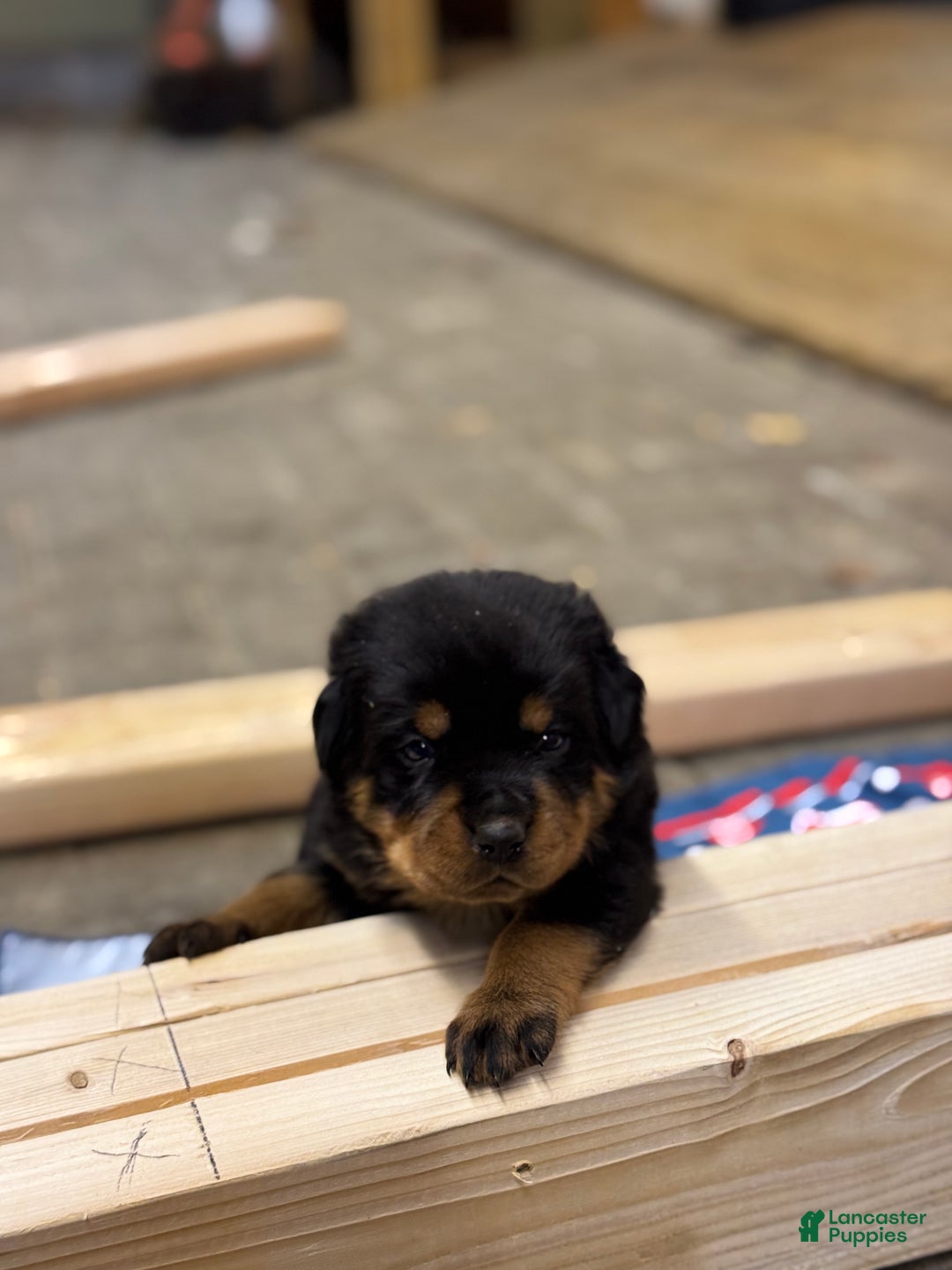 Rottweiler dogs for sale: Dezi (docked tail) - Ad 3