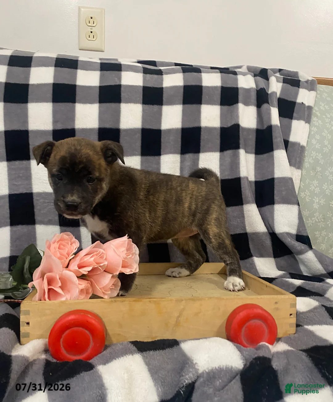 Mixed Breed dogs for sale: Boots - Ad 2