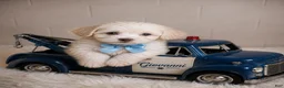 Shihpoo dogs for sale: Giovanni #3 - Ad 1