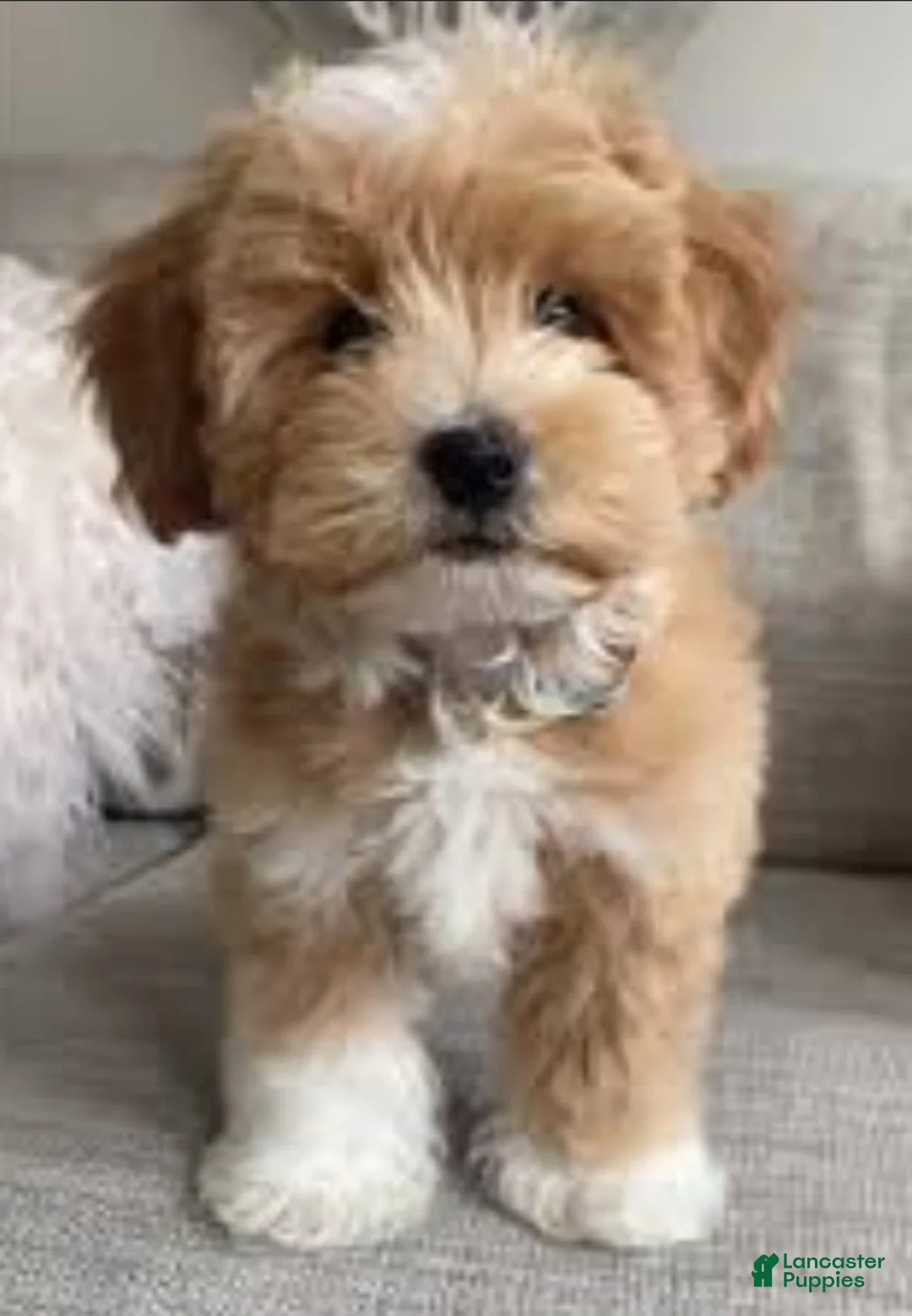 Mixed Breed dogs for sale: Mixed Breed + dachshund 1  - Ad 4
