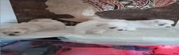 Maltese dogs for sale: Maltese 1 - Ad 8
