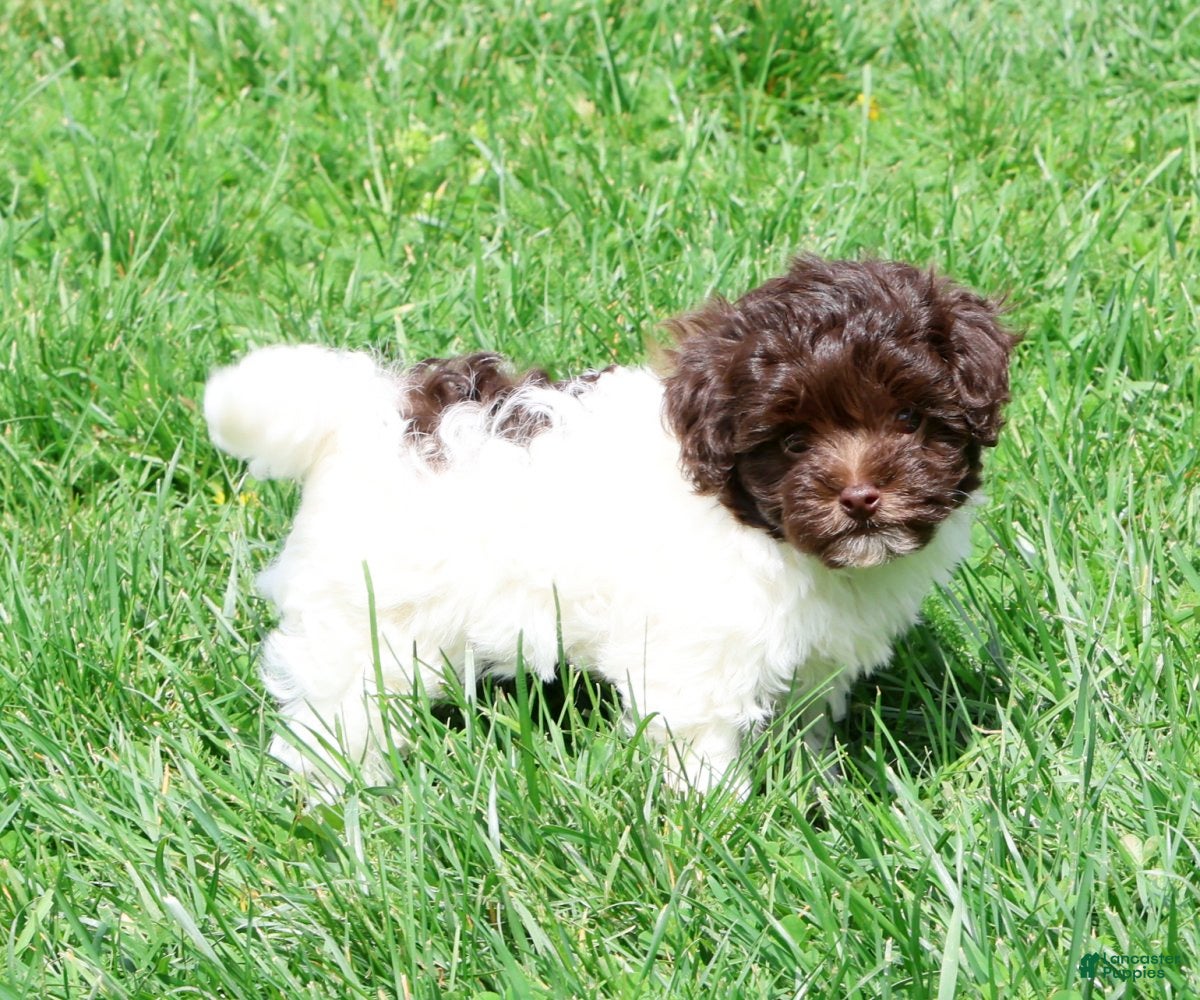 Havanese dogs Brooklyn - Ad 2