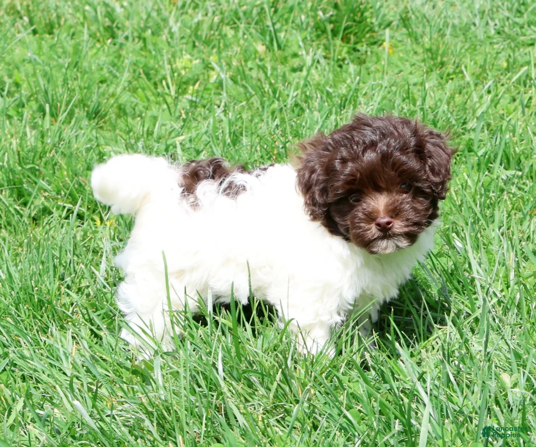 Havanese dogs for sale: Brooklyn - Ad 2