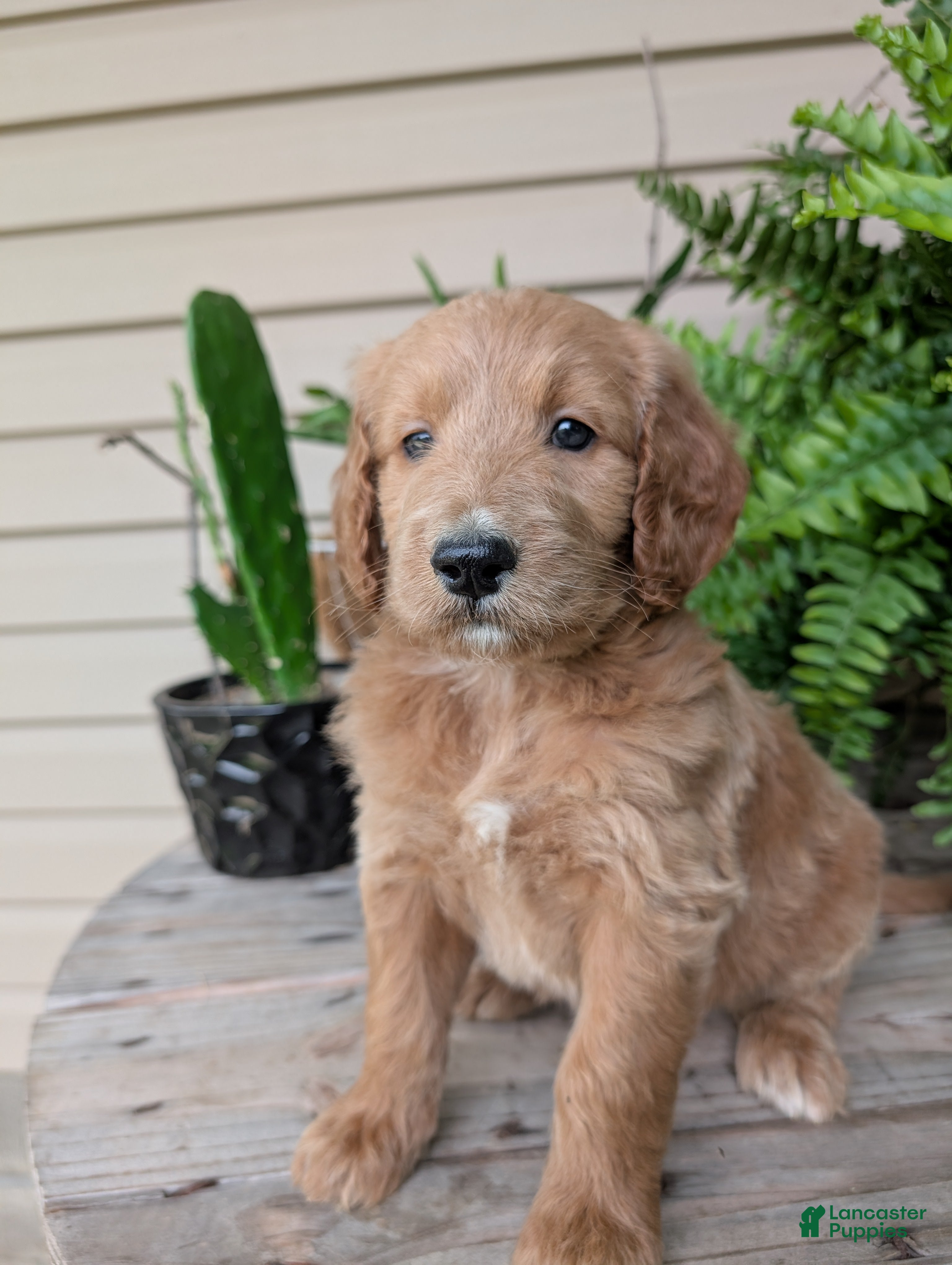 Goldendoodle dogs Libby  - Ad 1