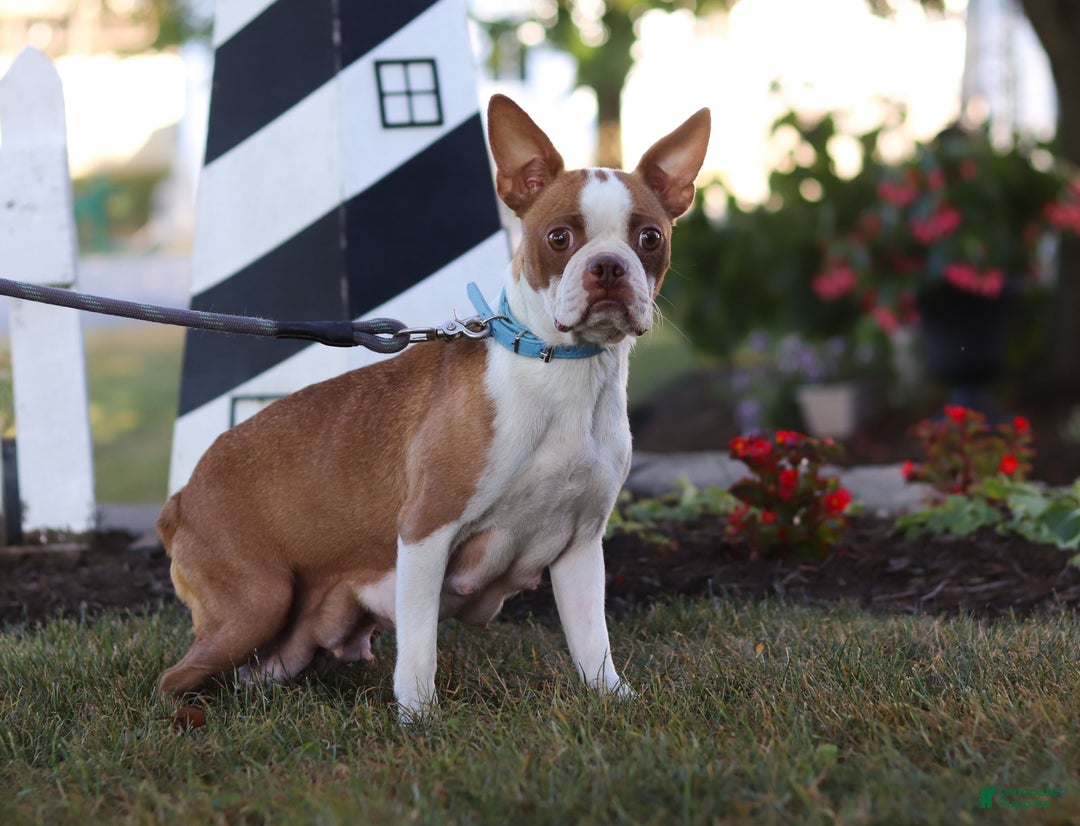 Boston Terrier dogs for sale: Missy - Ad 7