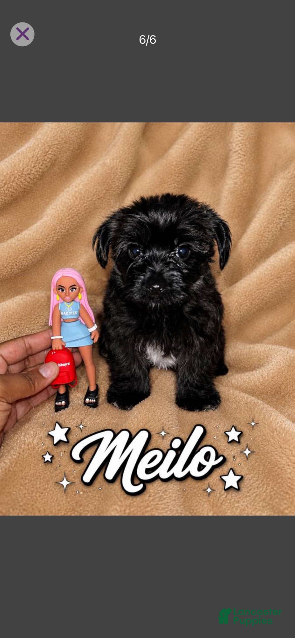 Morkie dogs Meilo - Ad 31