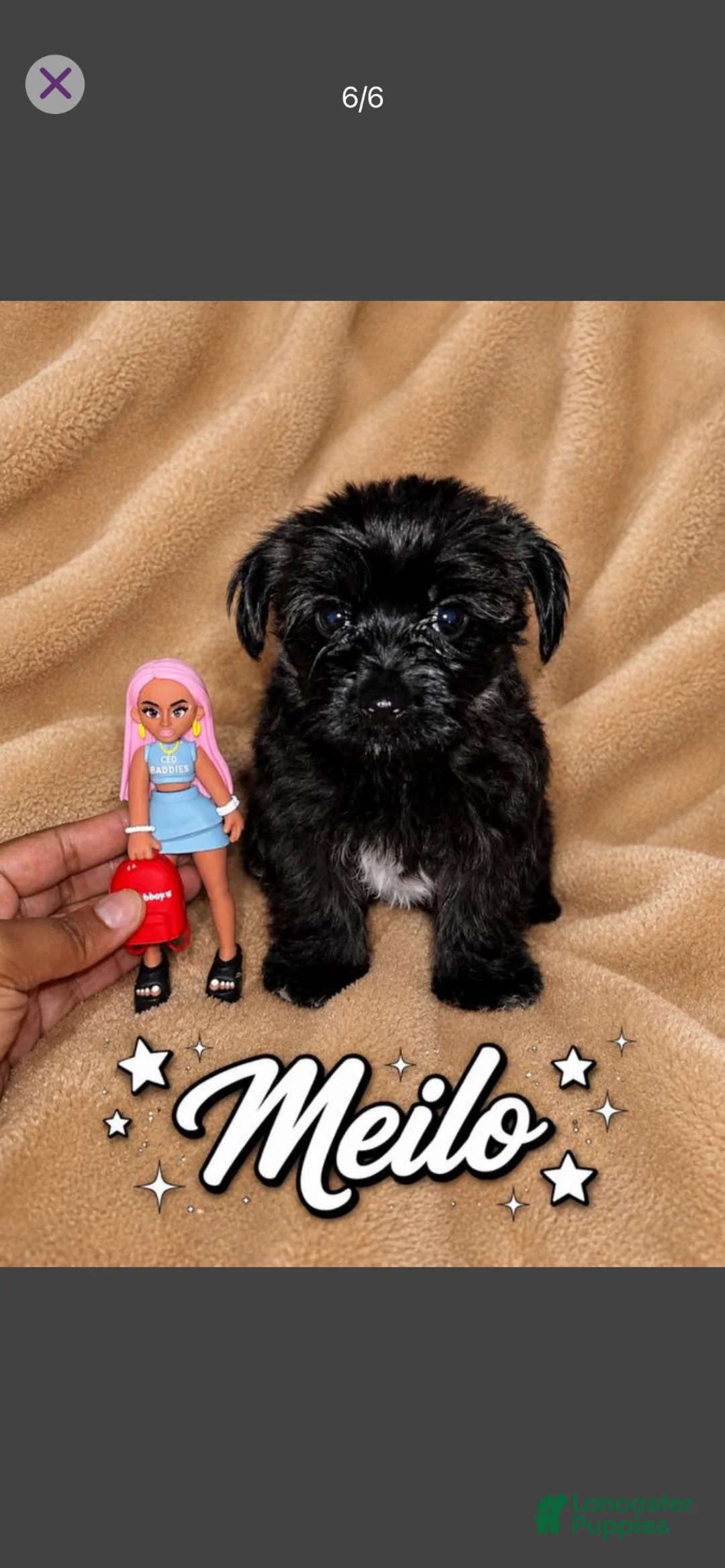 Morkie dogs for sale: Meilo - Ad 1