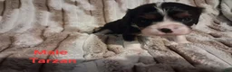 Cavalier King Charles Spaniel dogs for sale: Tarzan - Ad 3