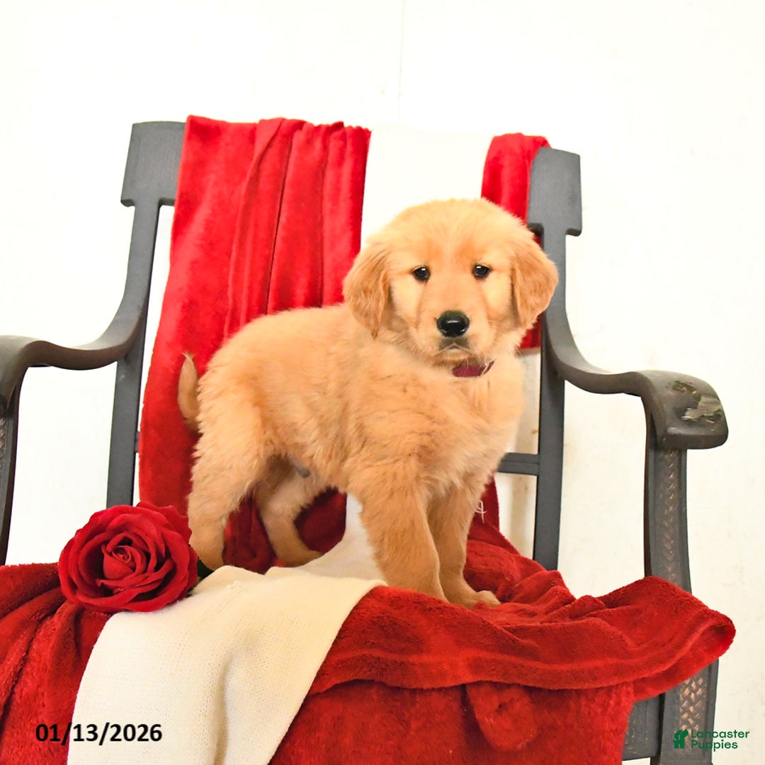 Golden Retriever dogs for sale: Joel - Ad 3