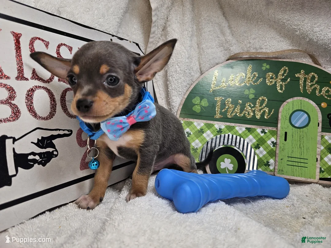 Chihuahua dogs for sale: Astro-nut  - Ad 3