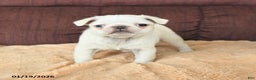 Pug dogs for sale: Wellington - Ad 4
