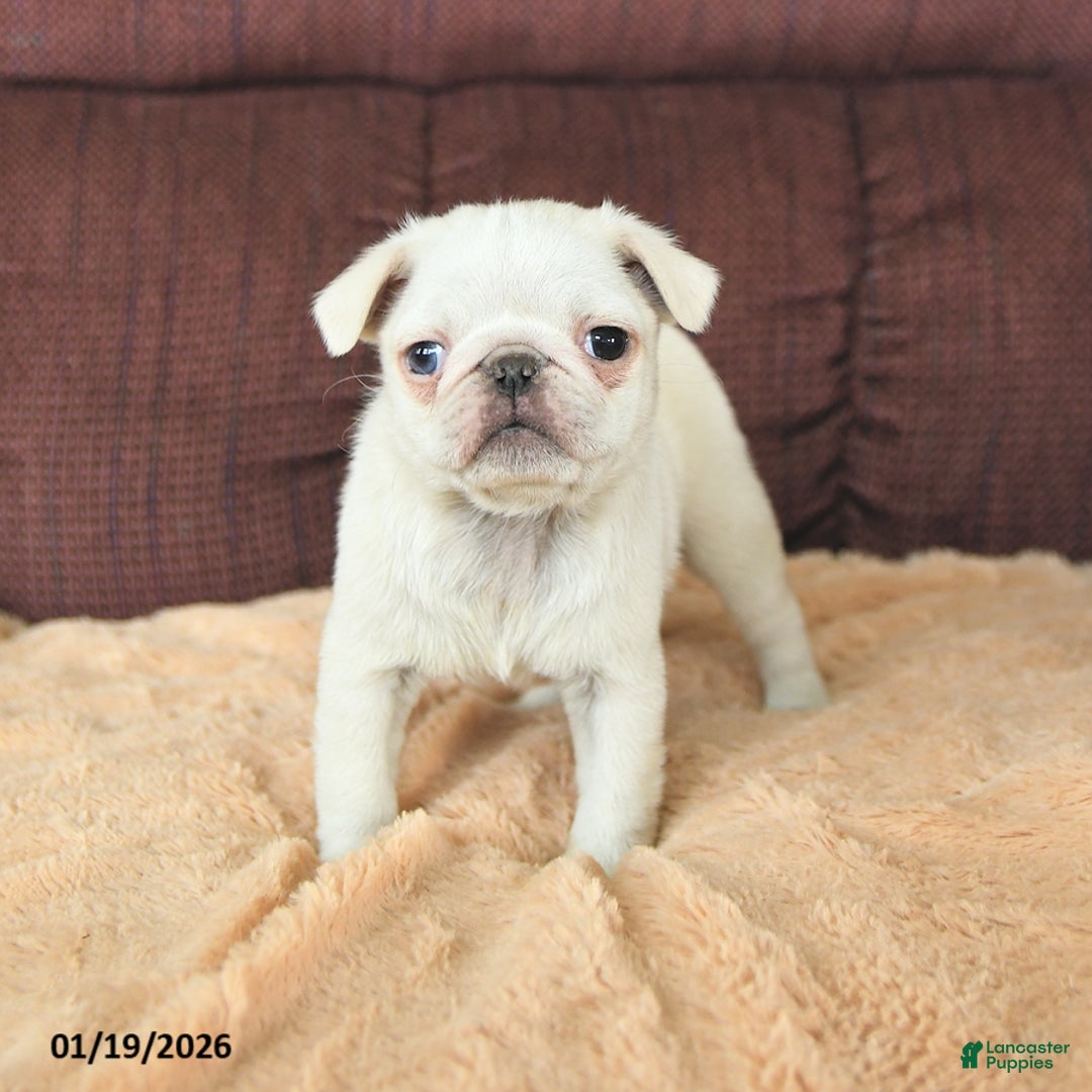 Pug dogs for sale: Wellington - Ad 4