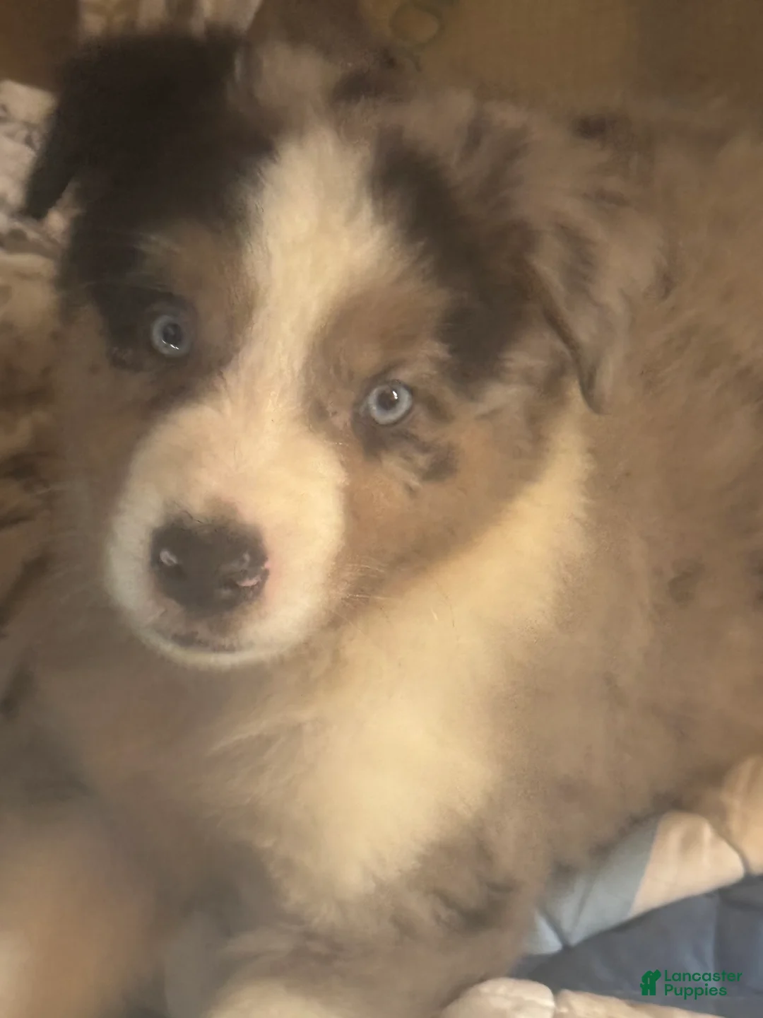 Australian Shepherd dogs for sale: Blue merle - Ad 1