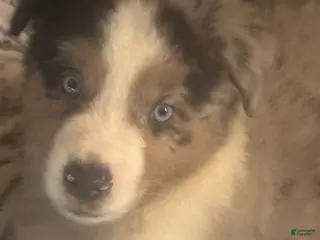 Australian Shepherd dogs Blue merle - Ad 38