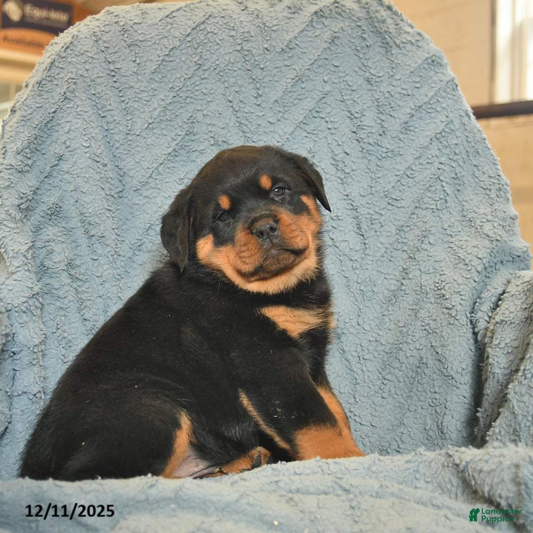 Rottweiler dogs for sale: Rock  - Ad 5