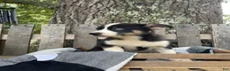 Pomsky dogs for sale: Diesel - Ad 5