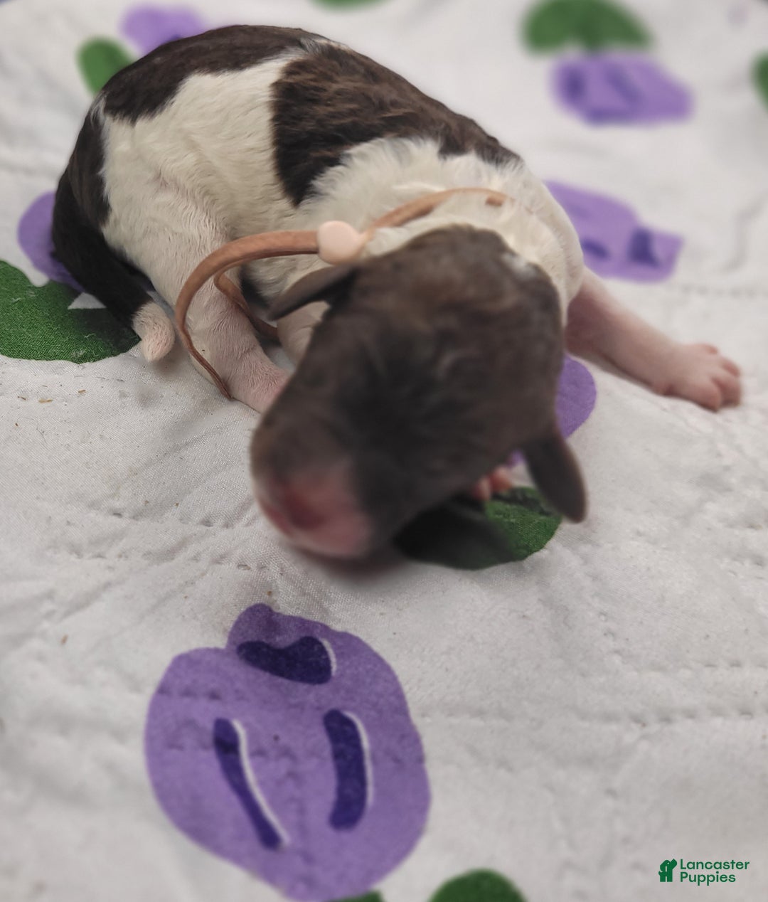 Labradoodle dogs for sale: Gloxinia  - Ad 2