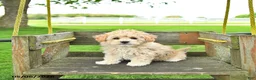 Mixed Breed dogs for sale: Kate - Ad 3