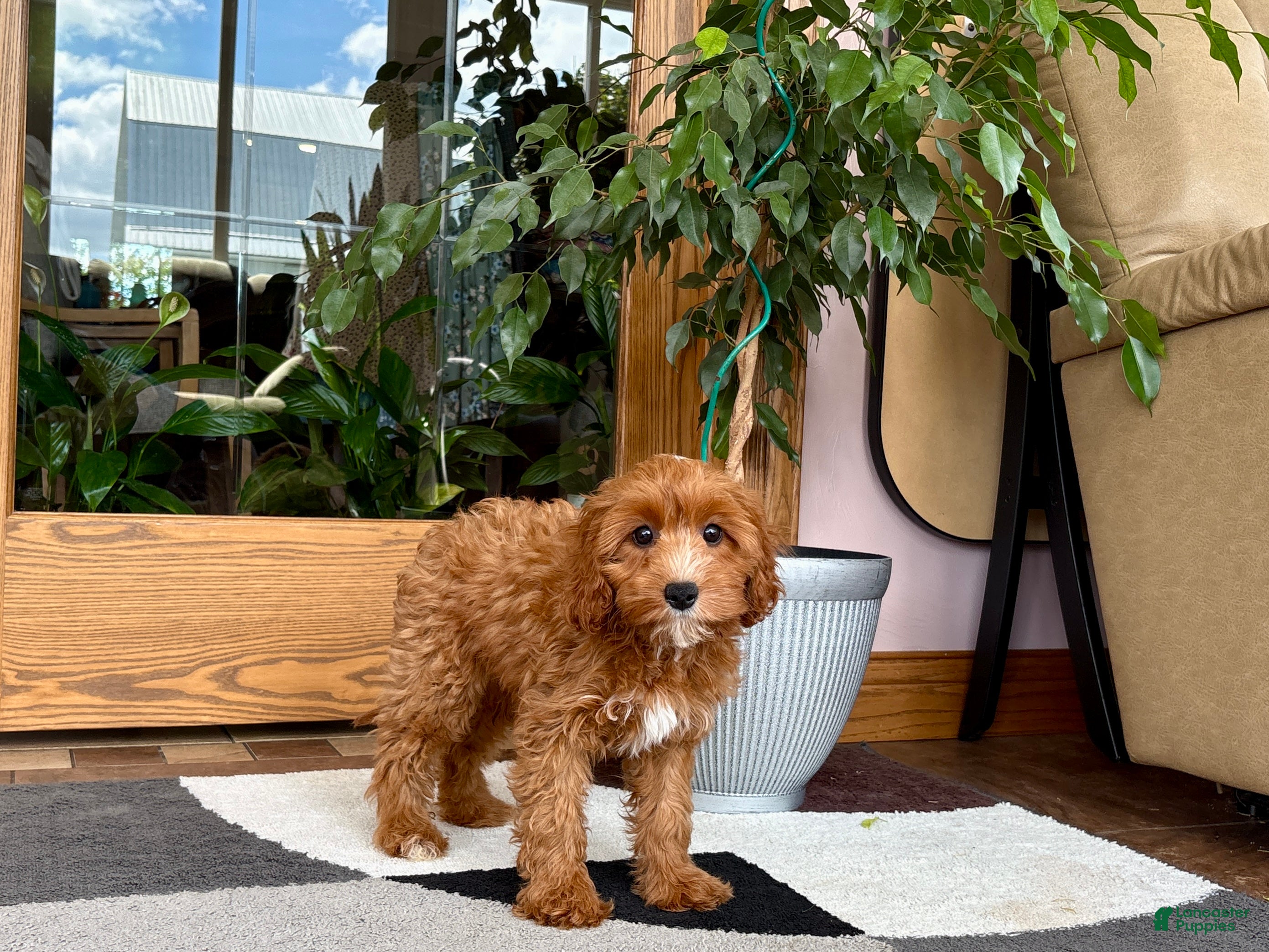Cavapoo dogs Cavapoo 1 - Ad 2