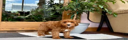 Cavapoo dogs for sale: Cavapoo 1 - Ad 2