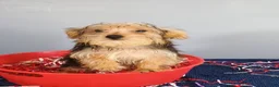 Yorkshire Terrier dogs for sale: Yorkshire Terrier 3 - Ad 9