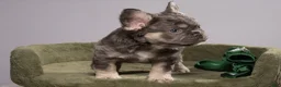 French Bulldog dogs for sale: MANGO - Ad 7