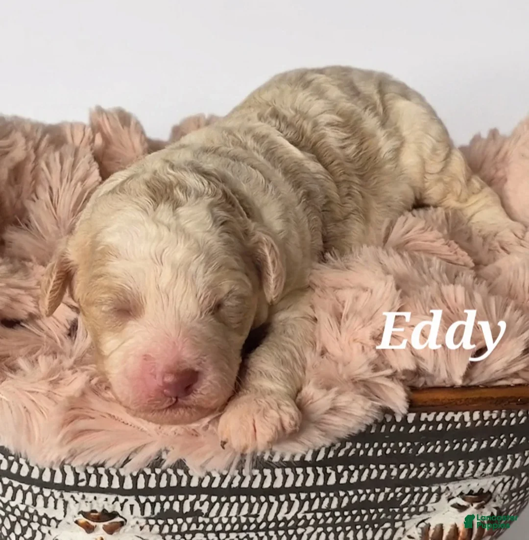 Mixed Breed dogs for sale: Sam - Ad 7