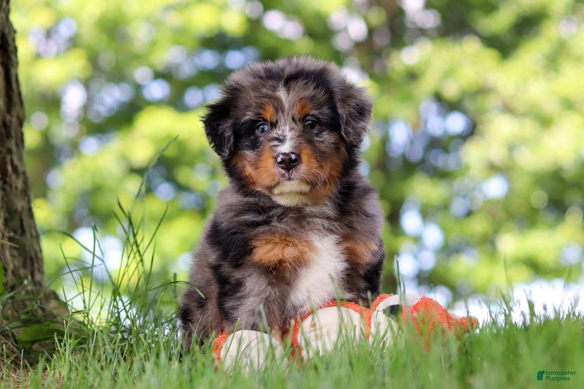 Mini Bernedoodle dogs Bumblebee - Ad 2