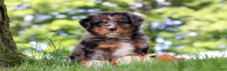 Mini Bernedoodle dogs for sale: Bumblebee - Ad 2
