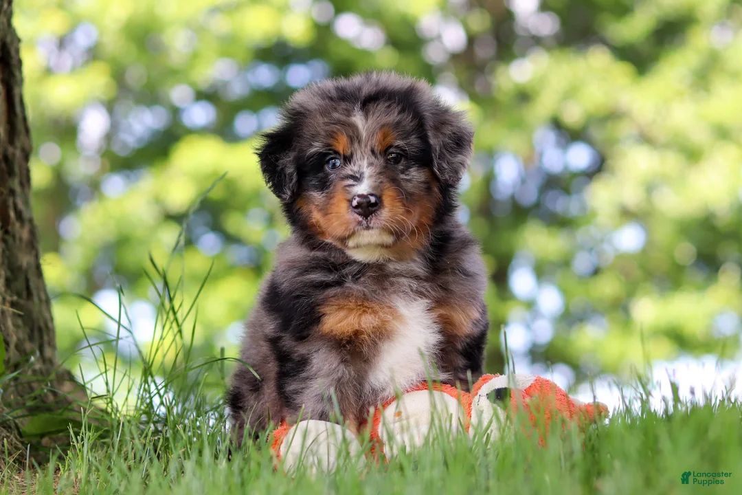 Mini Bernedoodle dogs for sale: Bumblebee - Ad 2