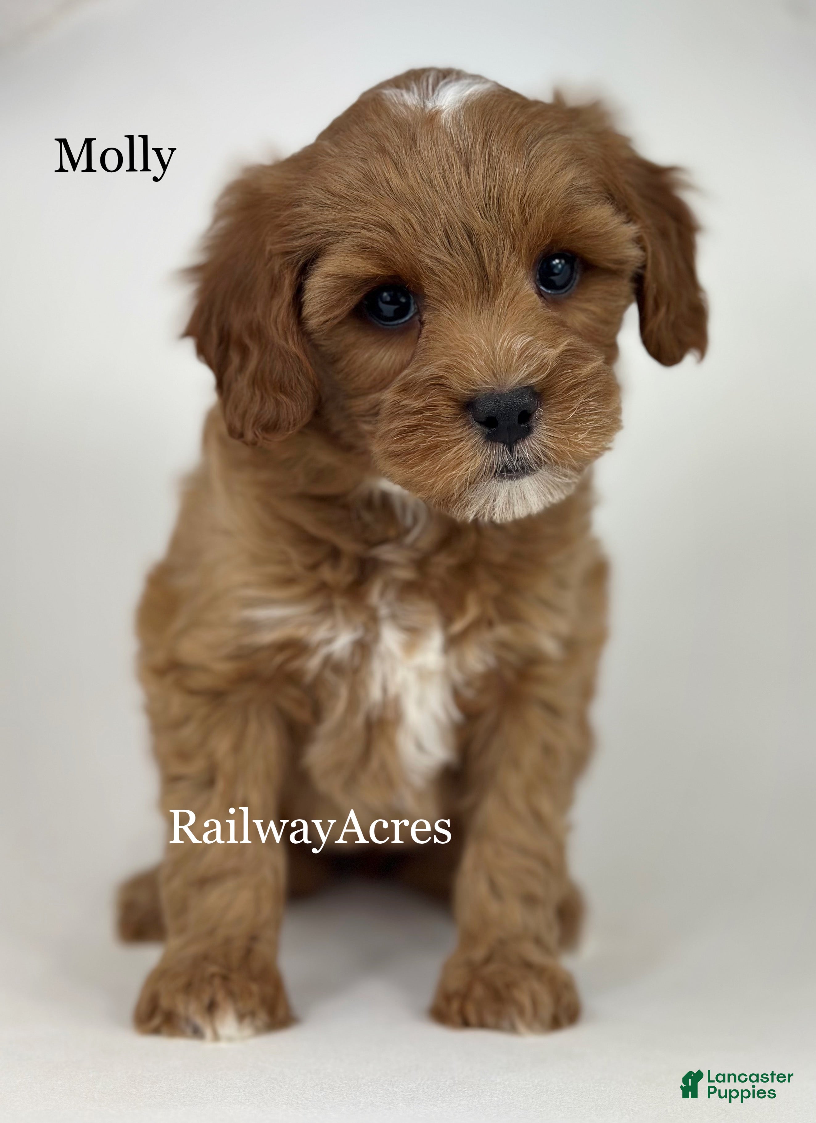 Mixed Breed dogs Molly - Ad 17