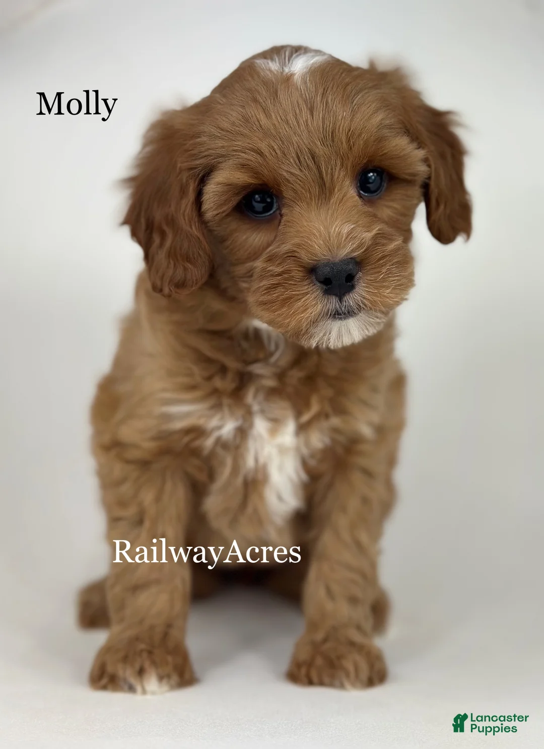 Mixed Breed dogs for sale: Molly - Ad 1