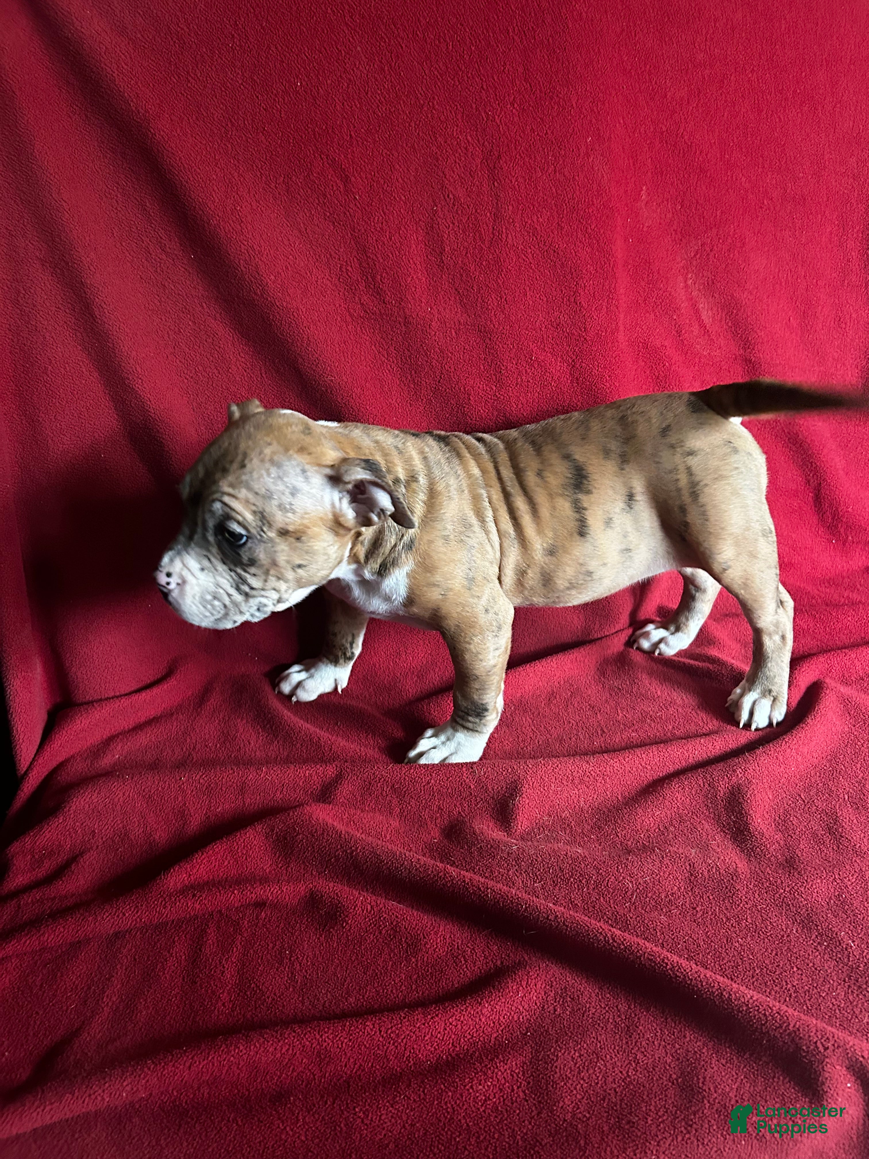 American Bully dogs American Bully Puppy 2 - Ad 2
