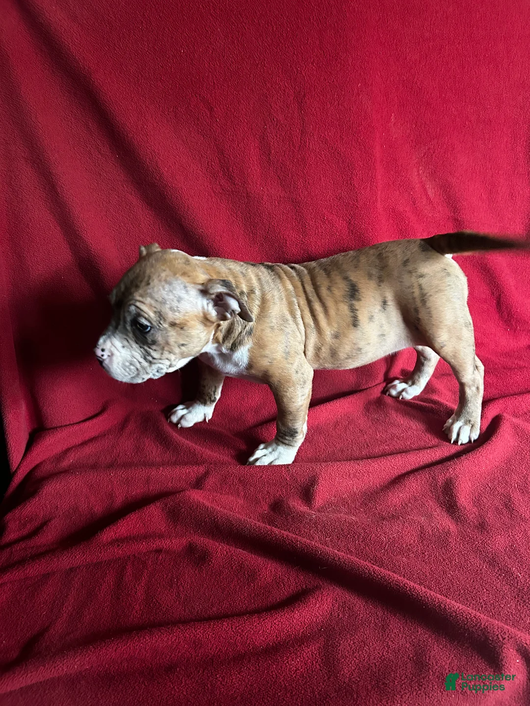 American Bully dogs for sale: American Bully Puppy 2 - Ad 2