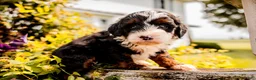 Mini Bernedoodle dogs for sale: Greta - Ad 3