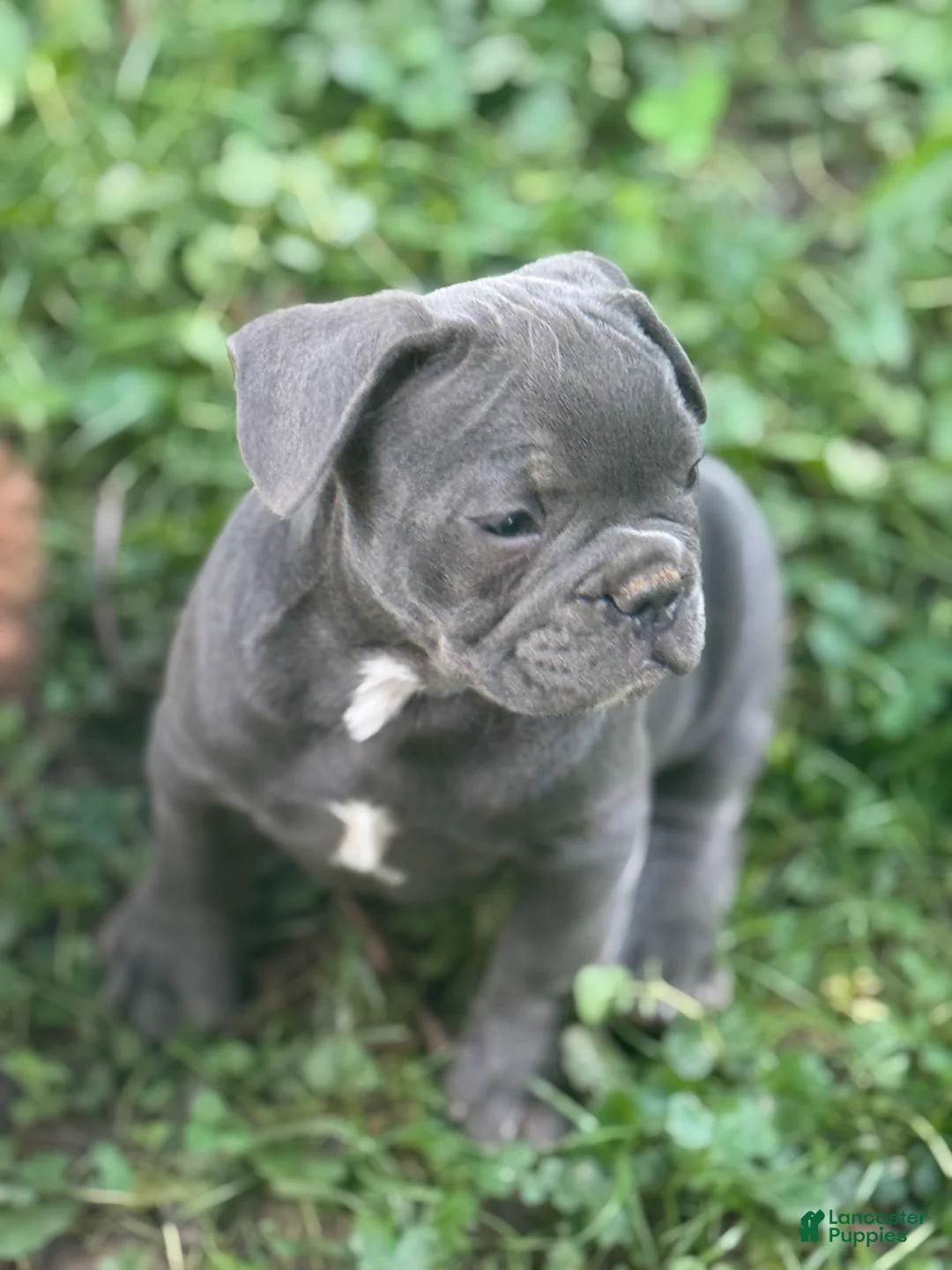 French Bulldog dogs for sale: Frankie - Ad 2