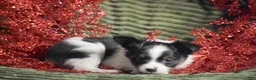 Papillon dogs for sale: Blitz - Ad 8