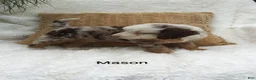 Mini Bernedoodle dogs for sale: Mason  - Ad 8
